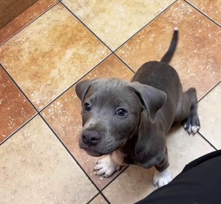 puppy-sitting-on-the-floor