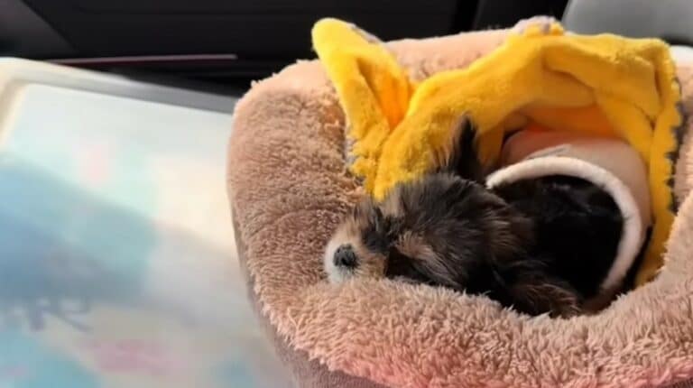 puppy-sleeping-in-dog-bed