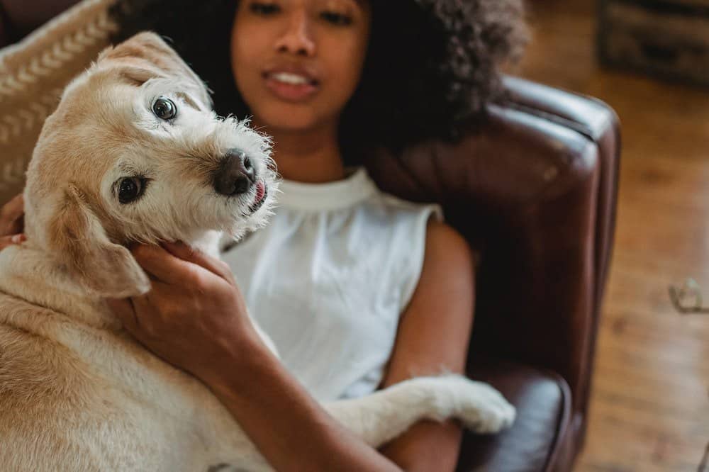 reasons-your-dog-likes-laying-on-you2