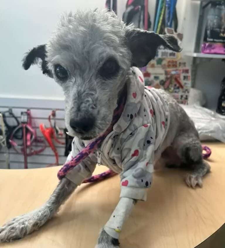 rescued-dog-in-a-shirt