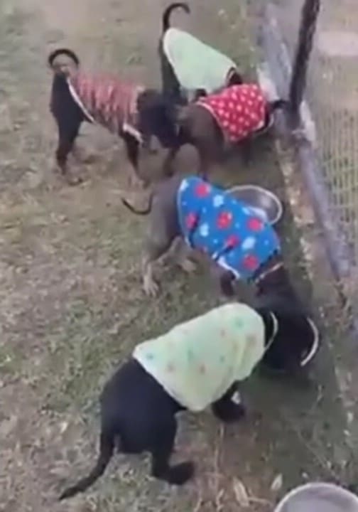 rescued-puppies-eating-in-the-yard