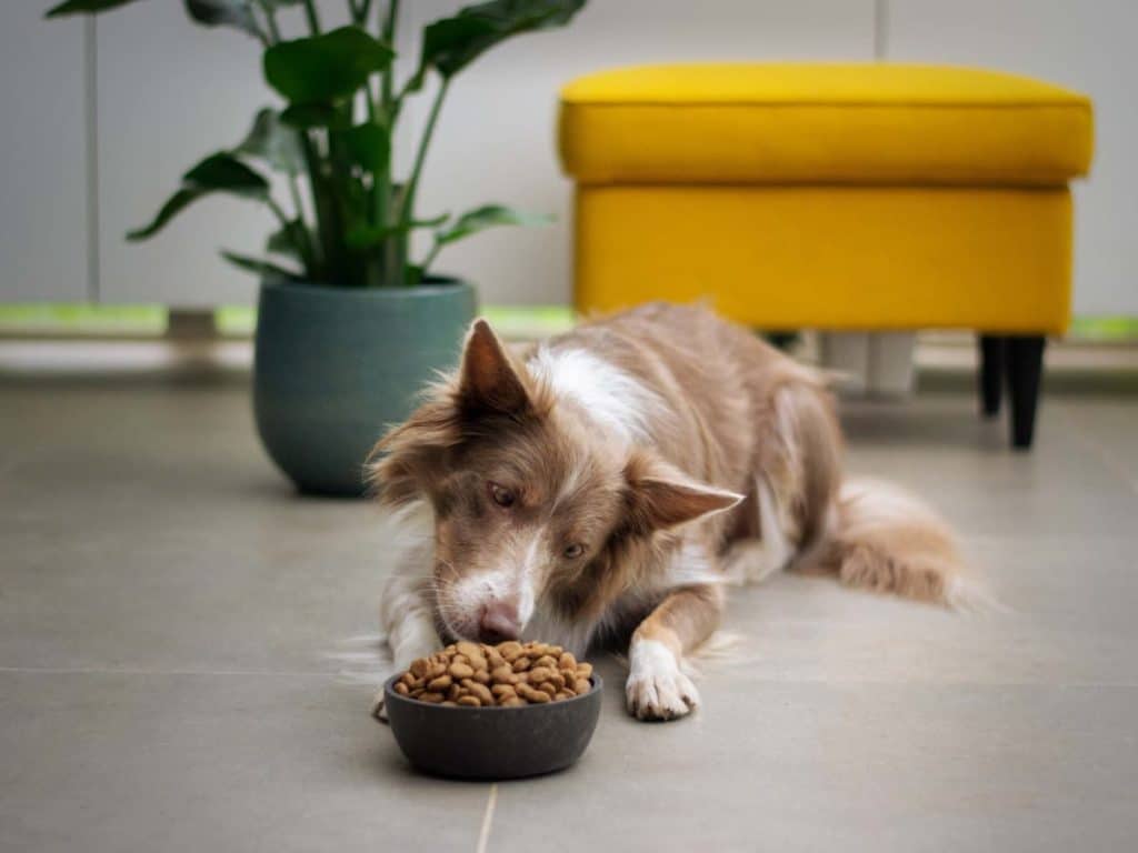 grain-free-senior-dog-foods