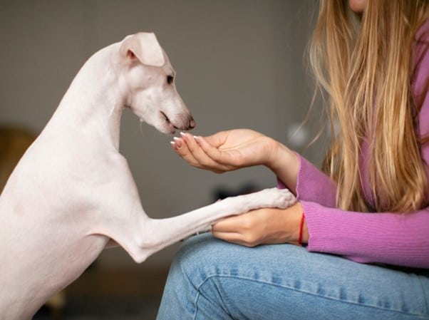 rewarding dog for good behavior