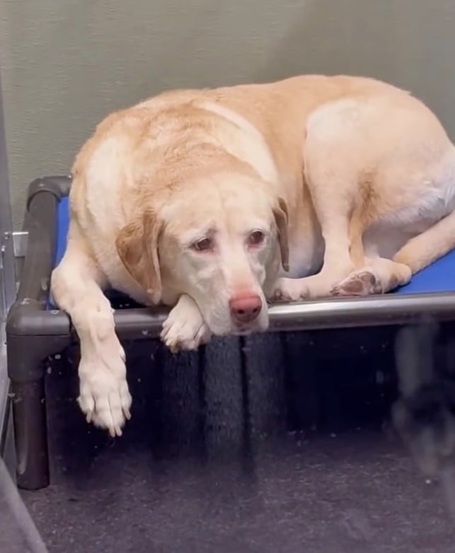 sad-dog-lying-in-blue-bed