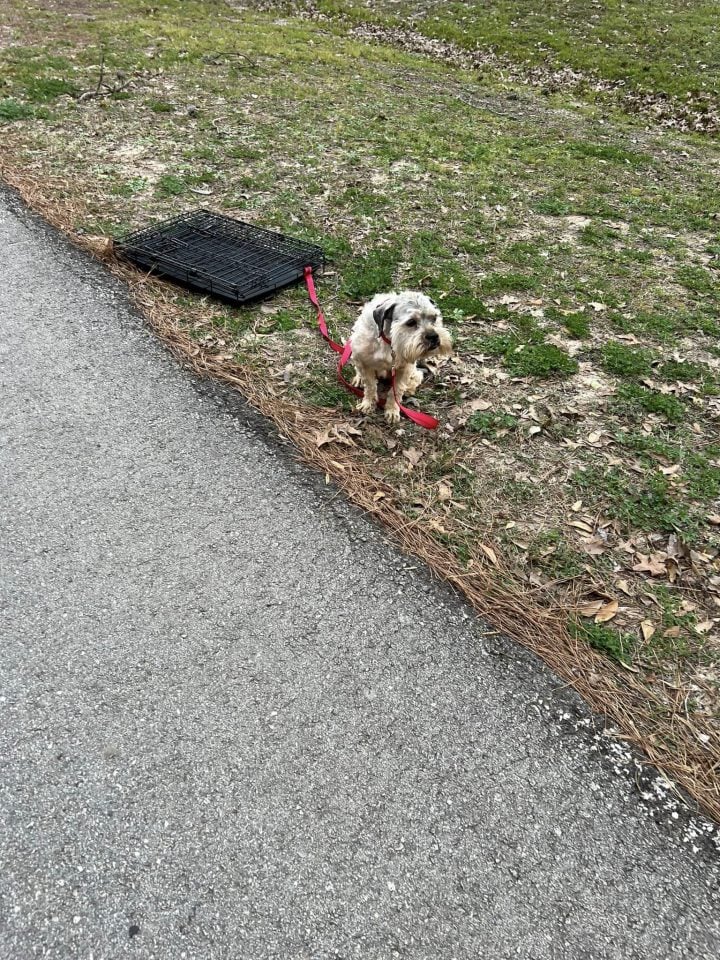 scared-dog-tied-to-the-crate