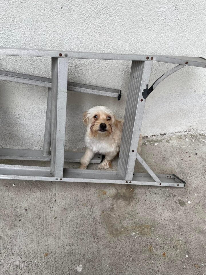 scared-puppy-hiding-by-the-ladder