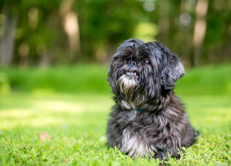 scruffy-Lhasa-Apso-mixed-breedk