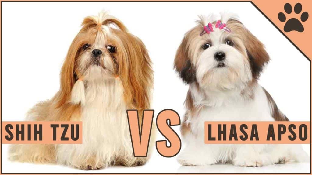 shih tzu and lhasa apso