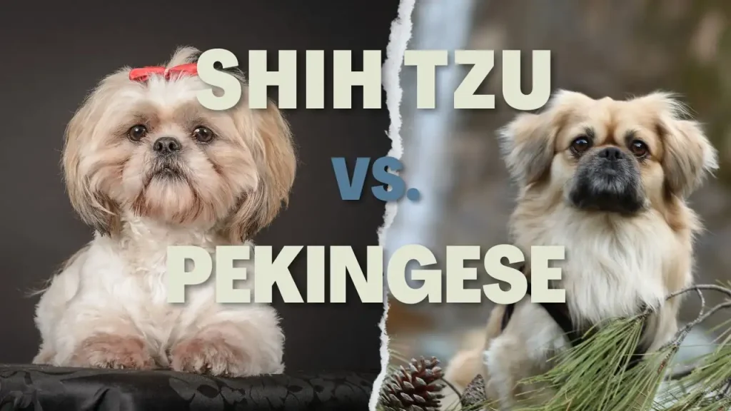 shih-tzu-dog-vs-pekingese-dog