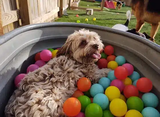 small dog at daycare