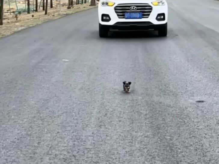 small-puppy-on-road