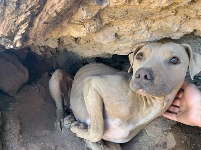 stray-dog-in-mountain