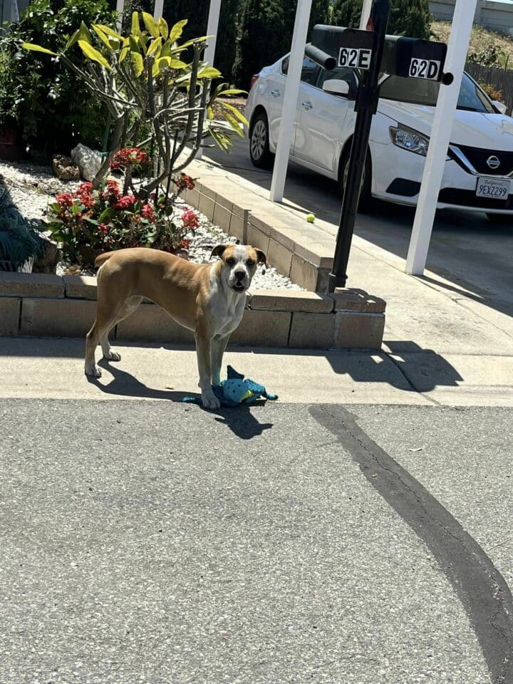 sweet-dog-standing-near-flowers