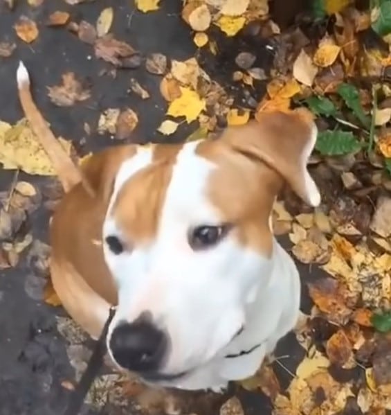 sweet-dog-walking-in-forest