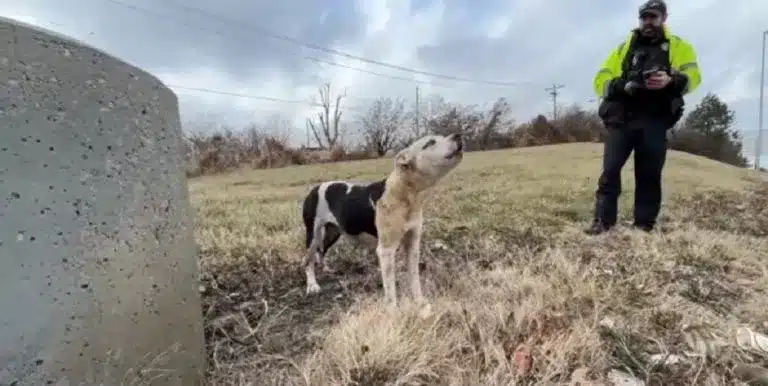 the-dog-with-the-owner-is-standing-in-the-meadow