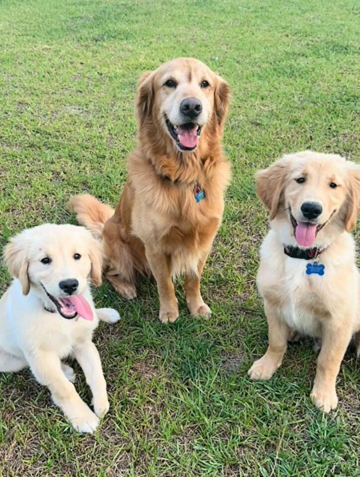 three-cute-dogs-are-sitting-on-the-grass-and-looking-at-the-camera