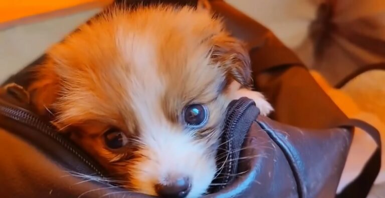 tiny-puppy-in-a-bag