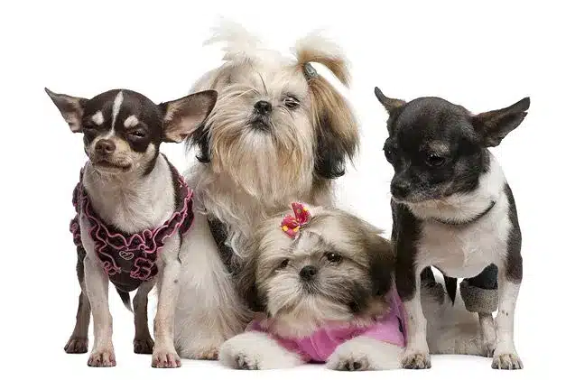 Cutest Small Dog Breeds