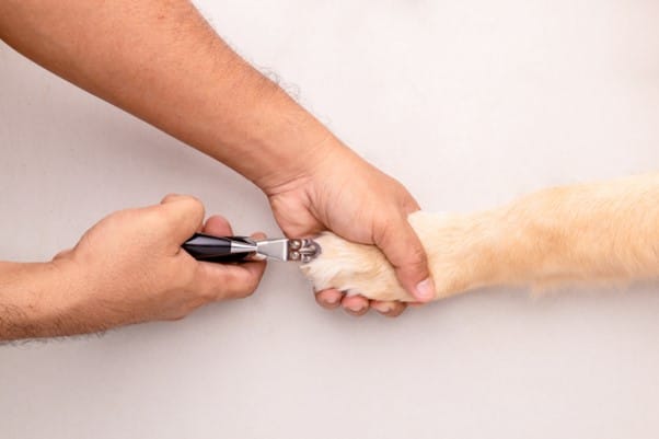 trimming and grinding your dogs nails