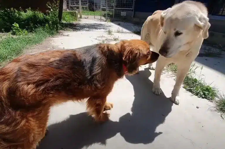 two-dogs-in-the-yard