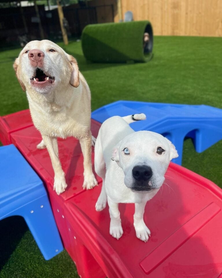 two-dogs-on-a-red-slide