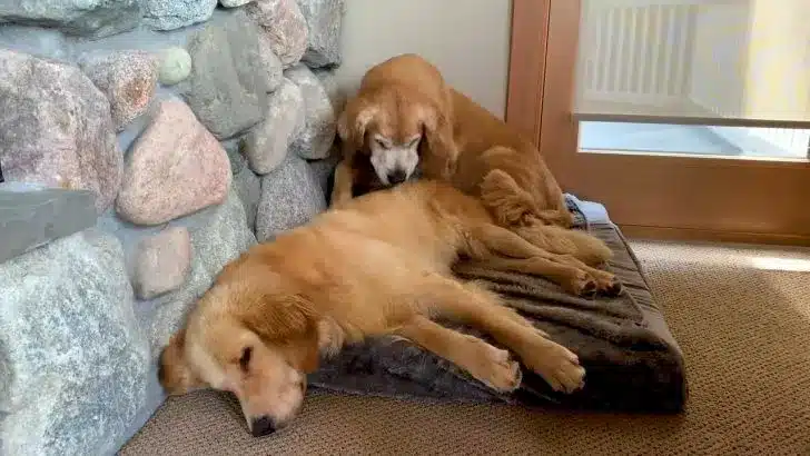 two-dogs-on-a-sponge-on-the-floor