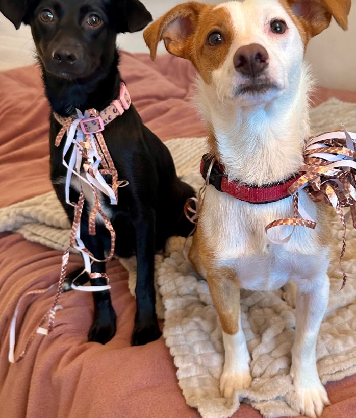 two-dogs-on-bed