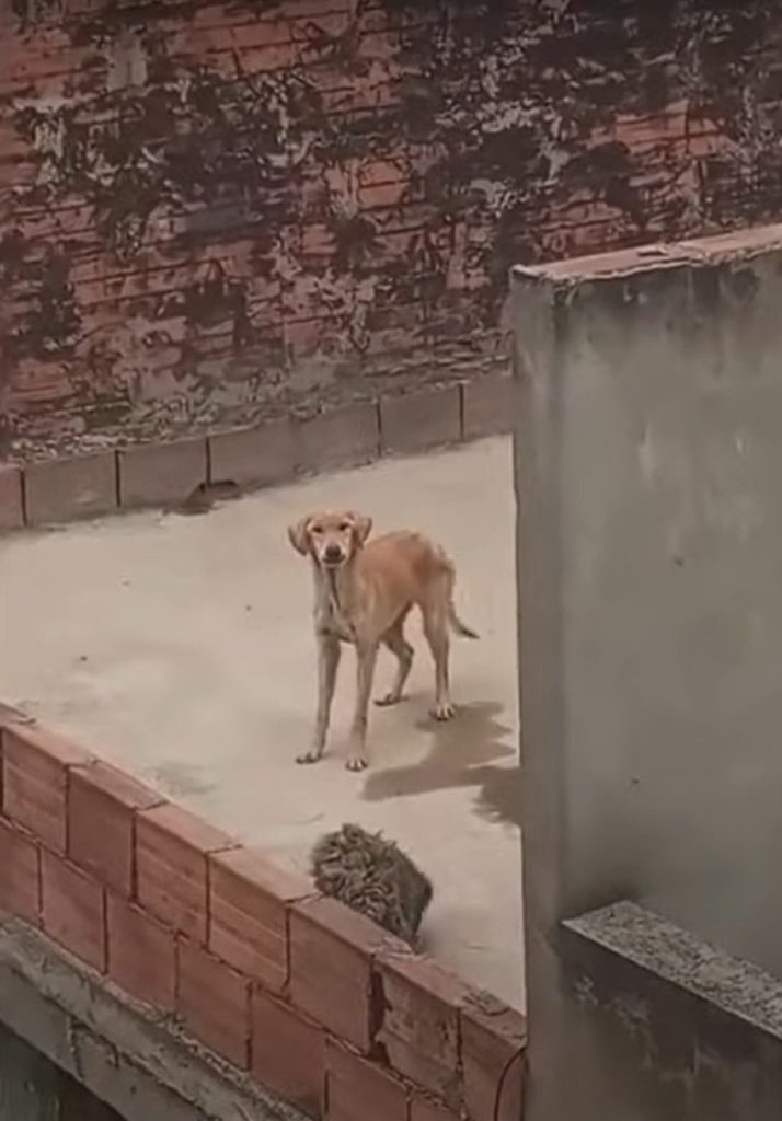 two-dogs-on-rooftop