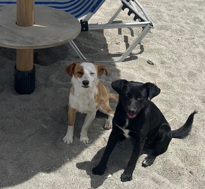 two-dogs-on-the-beach-sand