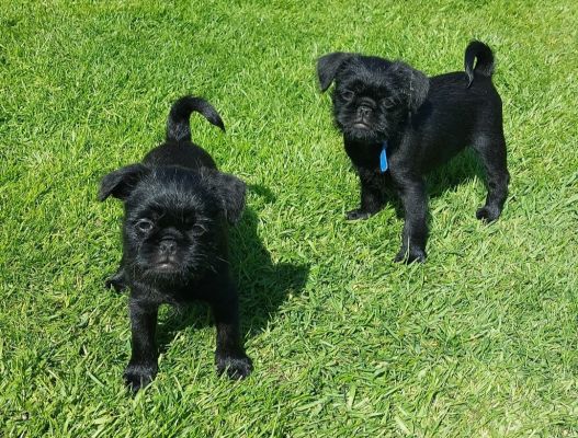 two-male-affenpugs