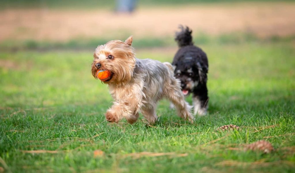 two-small-dogs-running-in-grass