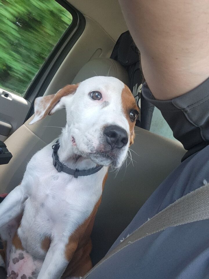 very-cute-dog-in-car