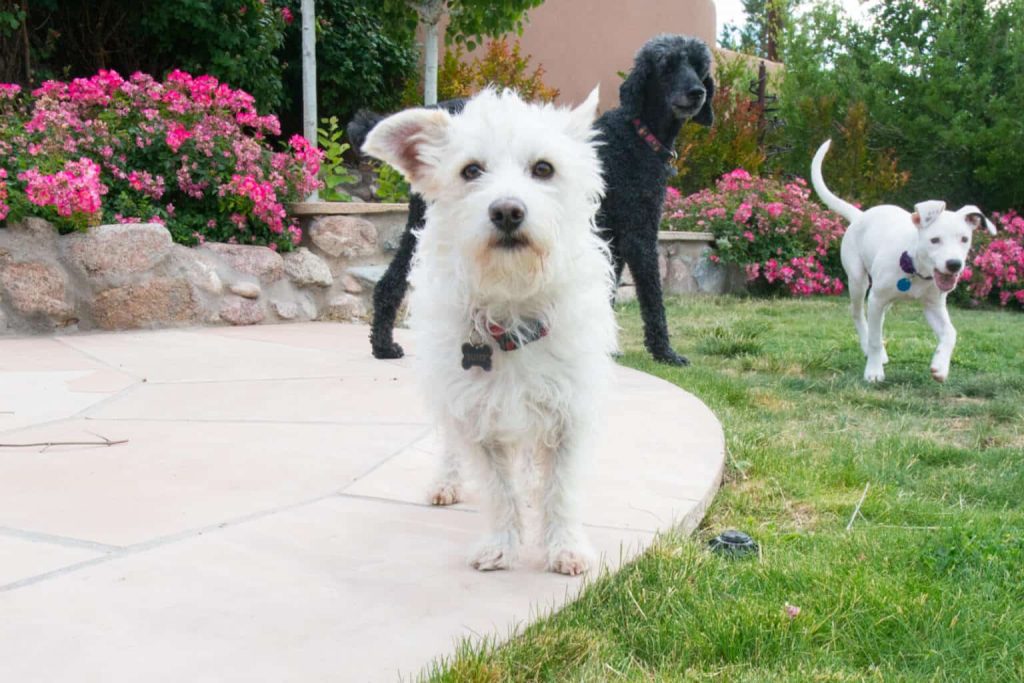 westiepoo dog breed