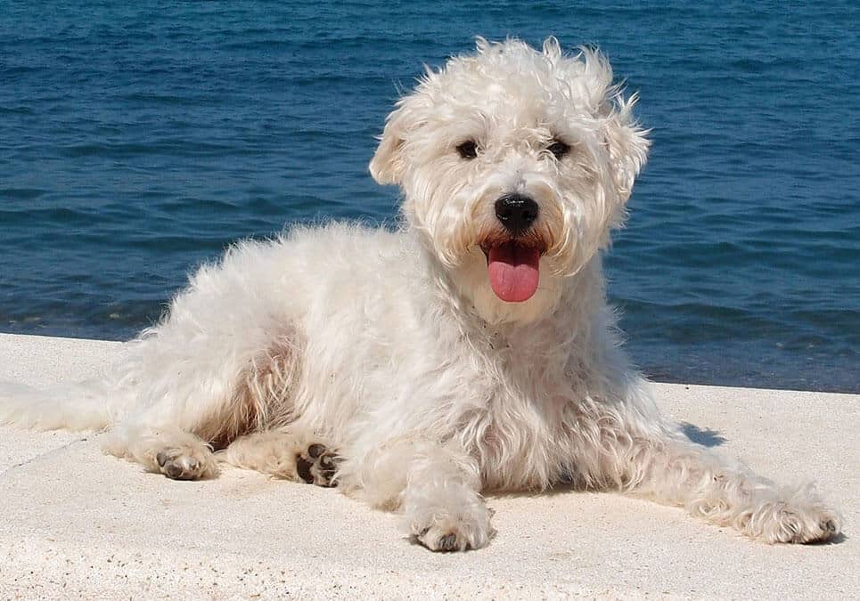 westiepoo-dog