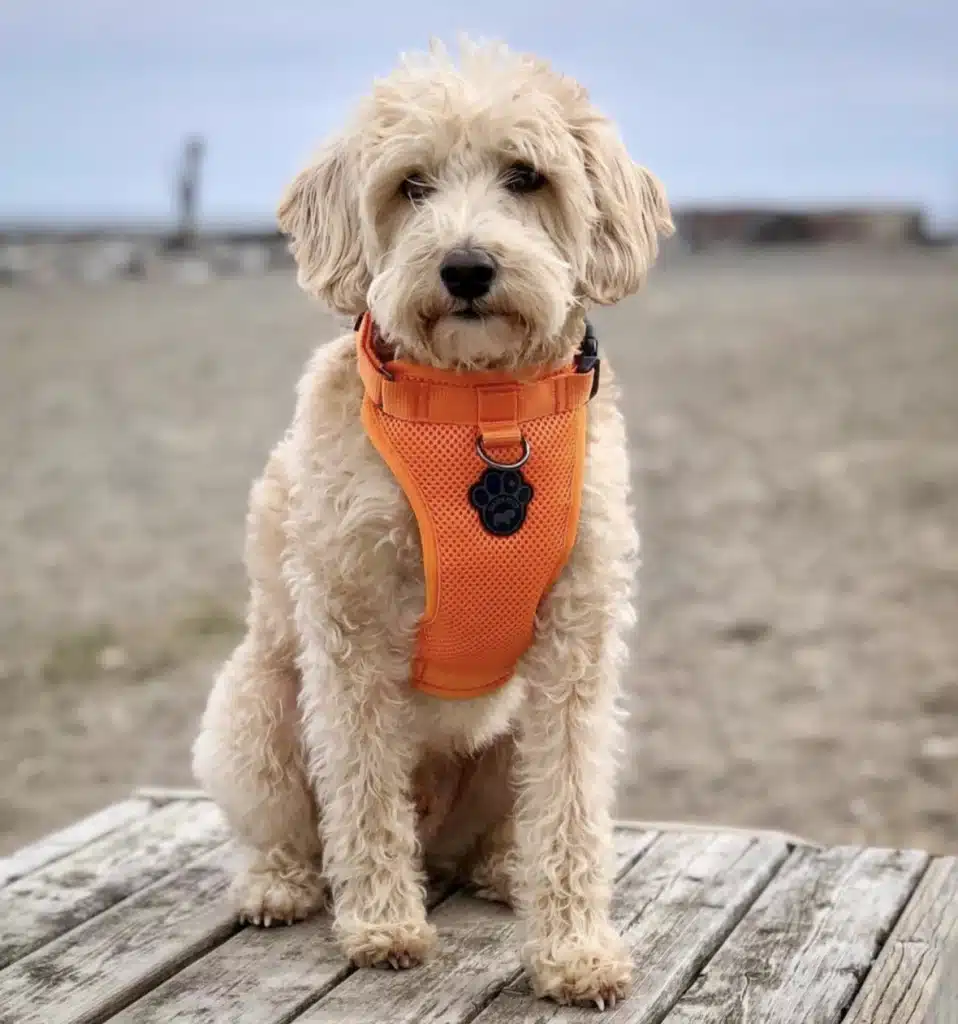 westipoo breed