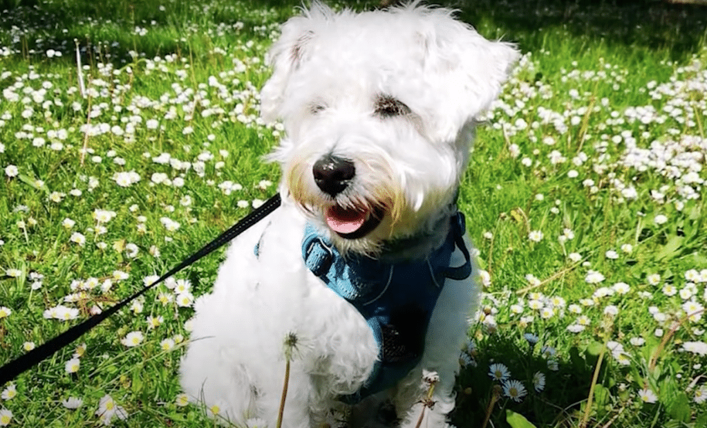 westipoo mixed breed