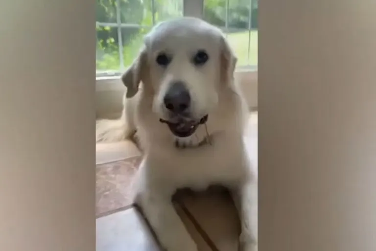 white-dog-laying-in-the-house