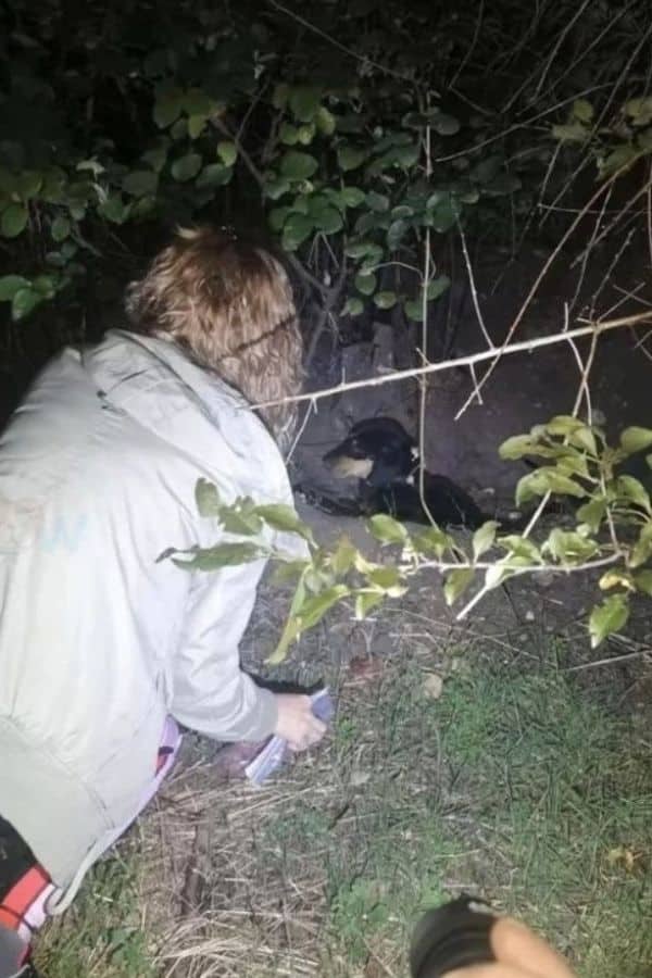 woman-found-abandoned-puppy