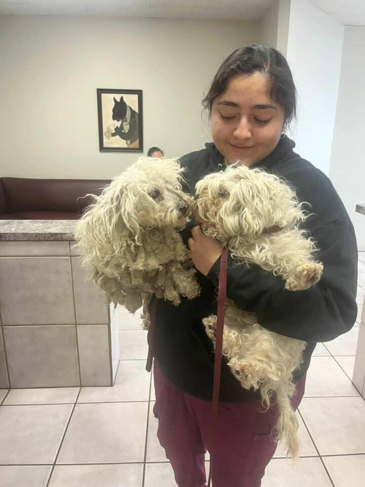 woman-holding-two-dogs