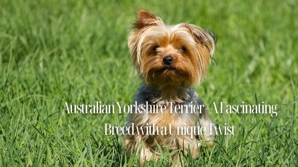 yorkie australian terrier