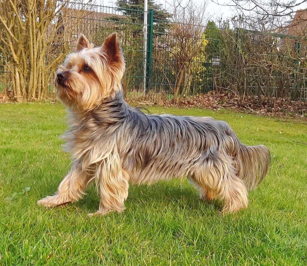 yorkie-on-grass