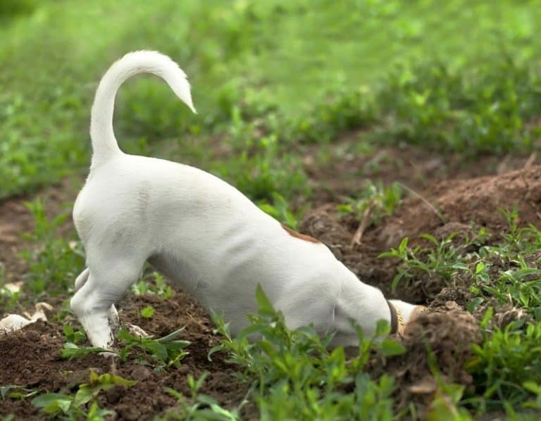 how to stop your dog from digging