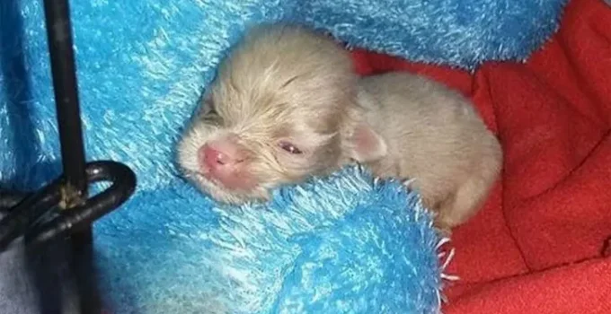 Rescuers Were Shocked To Find This Newborn Albino Puppy So They Rushed Him To The Clinic