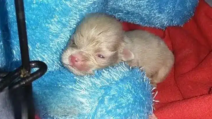 3-Day-Old-Albino-Puppy-Was-Given-Zero-Chance-To-Survive-This-Is-Him-Now