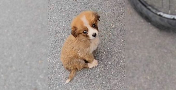 A Cyclist Was Just Minding His Business When He Discovered A Stray Puppy On The Trail