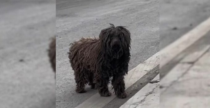 Stray Dog Walked From House To House And Politely Asked Humans To Adopt Her