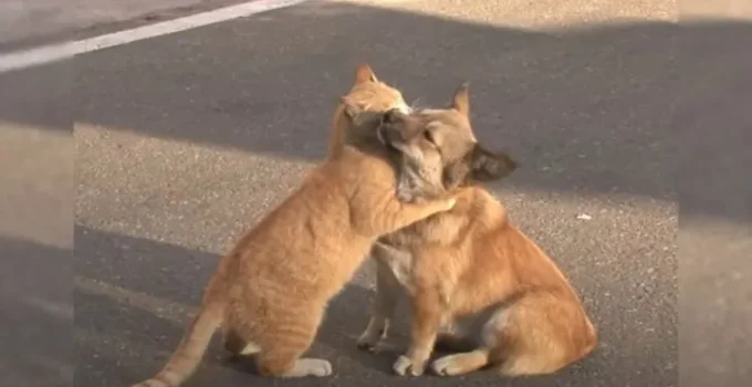 A Stray Cat Consoles An Abandoned Dog While He Desperately Waits For His Owner