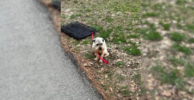 Woman Was Deeply Saddened To See A Sweet Pup Tied To A Crate So She Went To Help