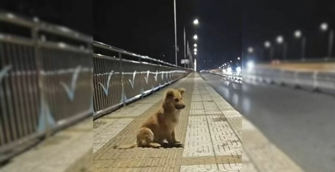 Abandoned Pup Waited For His Owner At An Overpass For Weeks, Believing That They Would Return