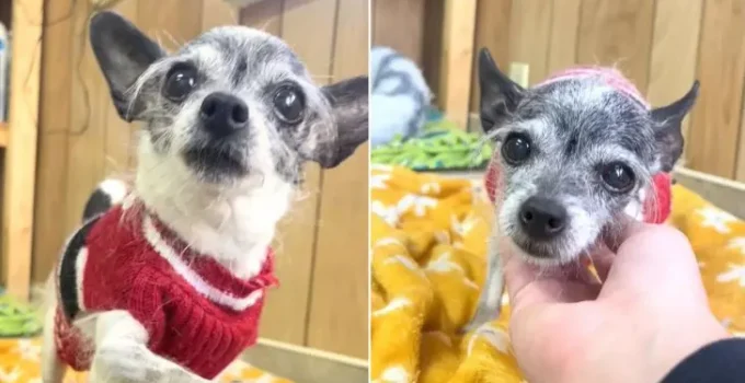 Chihuahua Lands in Shelter for Wanting to Share Bed with Her Mom and Dad